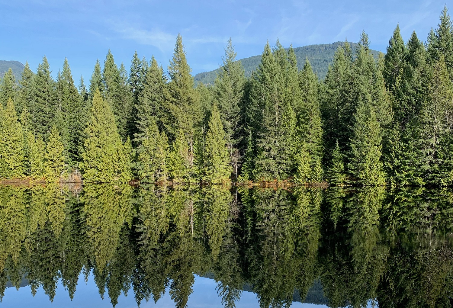 Best Places to Explore the Squamish Rainforest Image