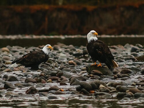 Eagle Watching in Brackendale